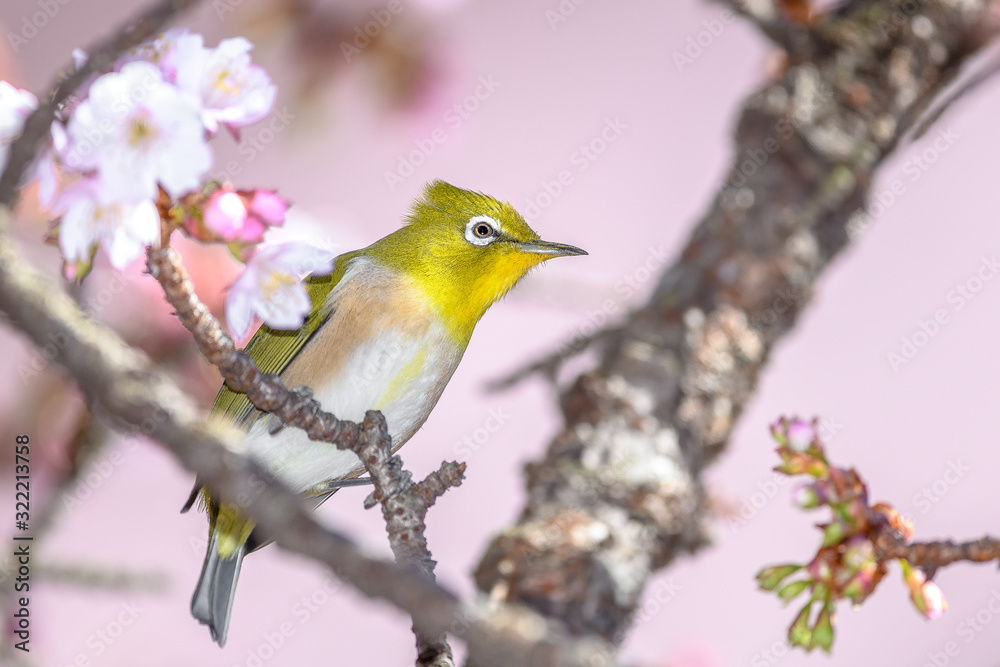 Japanese zosterops white-eye close up portrait in a branch of a blooming cherry tree Japanese zosterops white-eye close up portrait in a branch of a blooming cherry tree