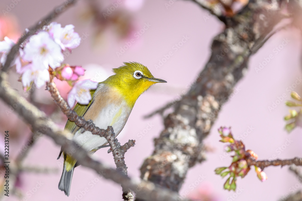 Japanese zosterops white-eye close up portrait in a branch of a blooming cherry tree Japanese zosterops white-eye close up portrait in a branch of a blooming cherry tree