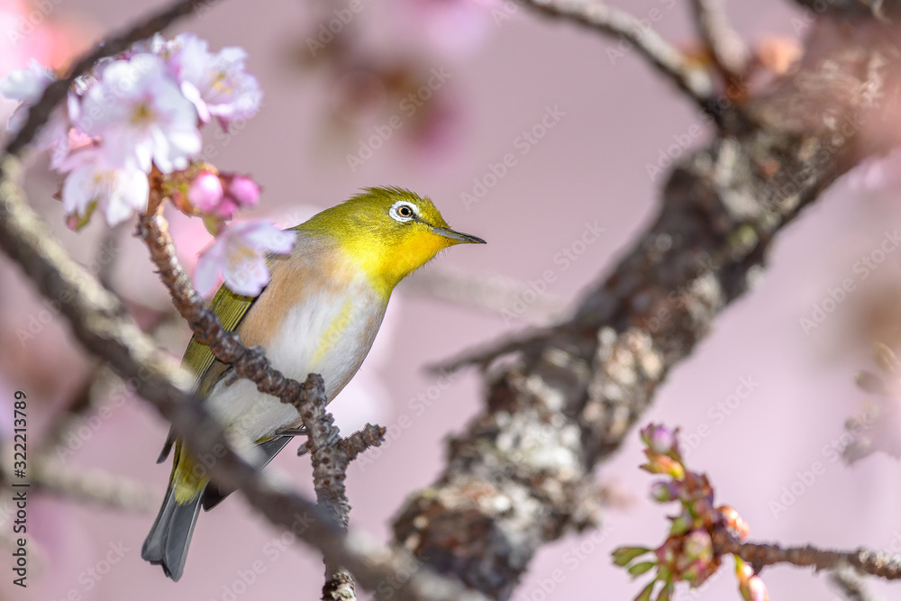 Japanese zosterops white-eye close up portrait in a branch of a blooming cherry tree Japanese zosterops white-eye close up portrait in a branch of a blooming cherry tree