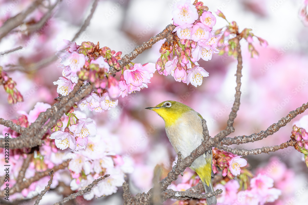 Japanese zosterops white-eye close up portrait in a branch of a blooming cherry tree Japanese zosterops white-eye close up portrait in a branch of a blooming cherry tree