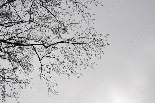 冬空の枝 © veronica