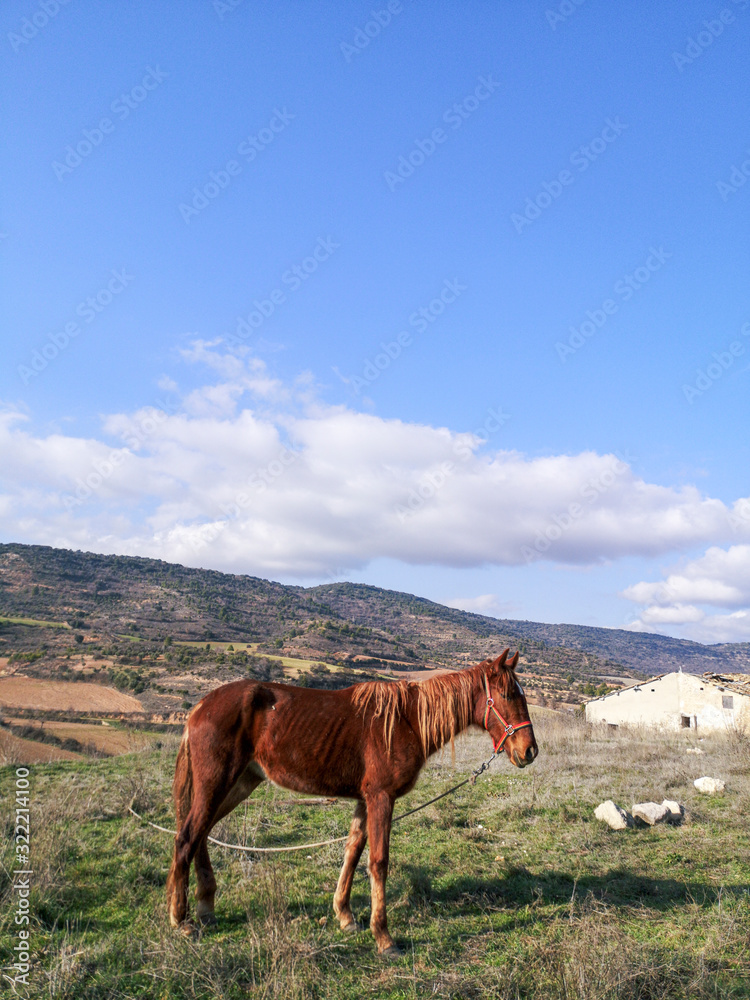 Photograph of a Spanish horse grazing in the field