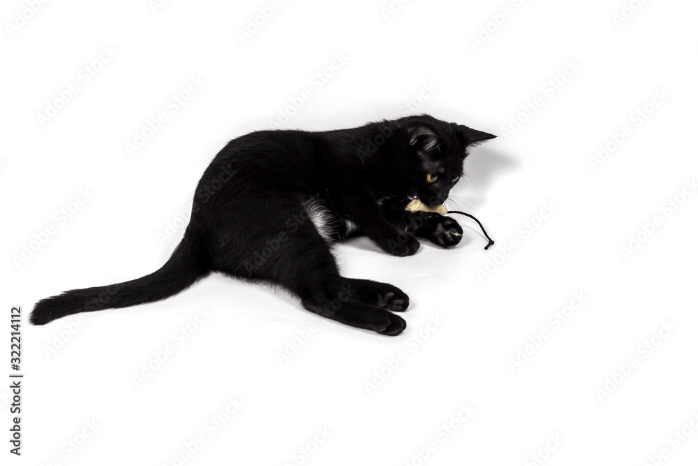 Fototapeta premium Cute little black cat playing mouse toy isolated on white background.