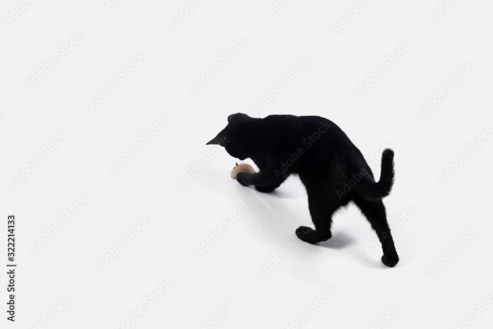 Cute little black cat playing mouse toy isolated on white background.
