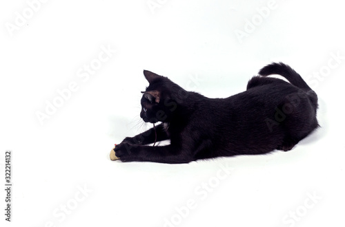 Cute little black cat playing mouse toy isolated on white background. © blove