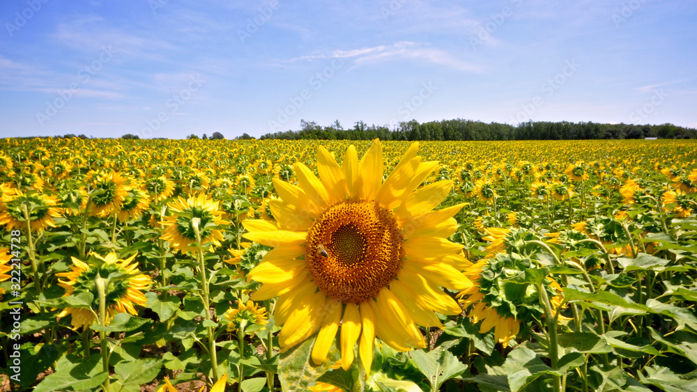close up of the sunflower in the sunflower field