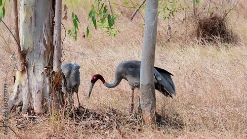 Sarus Crane, Antigone Antigone; two individuals feeding under a tree and the one on the right pecks on the other to play. photo