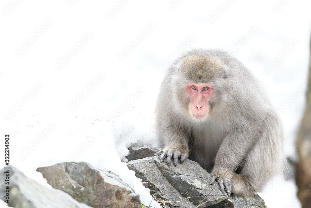curious japanese macaque (snow monkey) portrait curious japanese macaque (snow monkey) portrait