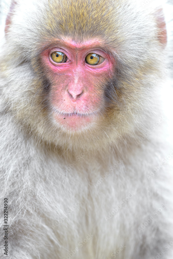 young japanese macaque (snow monkey) close up portrait young japanese macaque (snow monkey) close up portrait