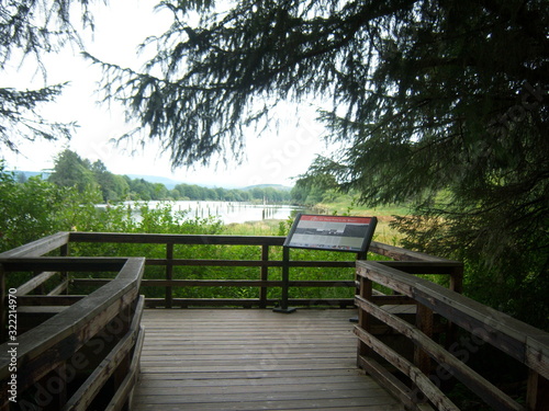 forest river viewpoint