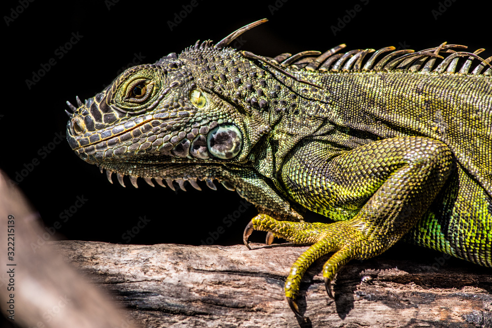 Obraz premium Iguana verde