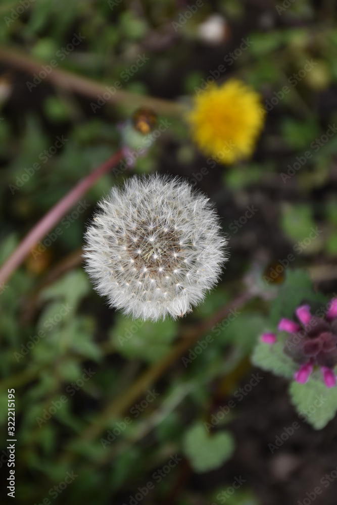 Dandelion seed, a round gentle white ball with a blurred background Dandelion seed, a round gentle white ball with a blurred background