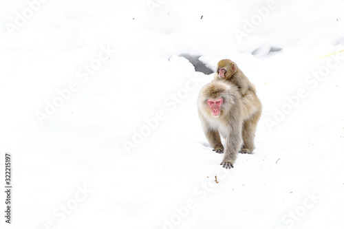 japanese macaque (snow monkey) mother walking with baby on her back