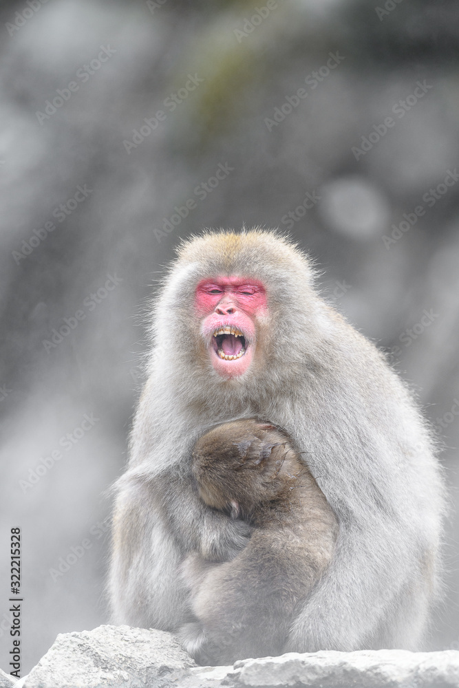 japanese macaque (snow monkey) mother cuddling with baby portrait japanese macaque (snow monkey) mother cuddling with baby portrait