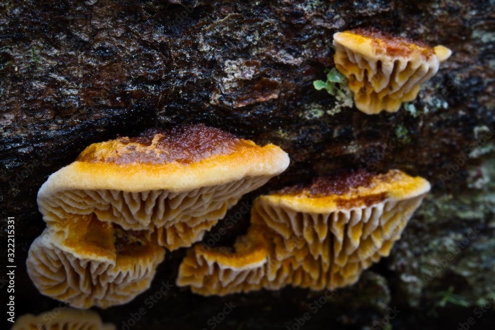 Bracket fungi growing on fallen tree trunk Bracket fungi growing on fallen tree trunk