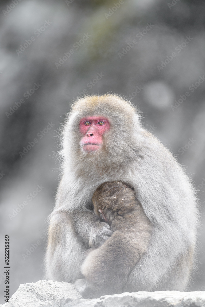 japanese macaque (snow monkey) mother cuddling with baby portrait japanese macaque (snow monkey) mother cuddling with baby portrait