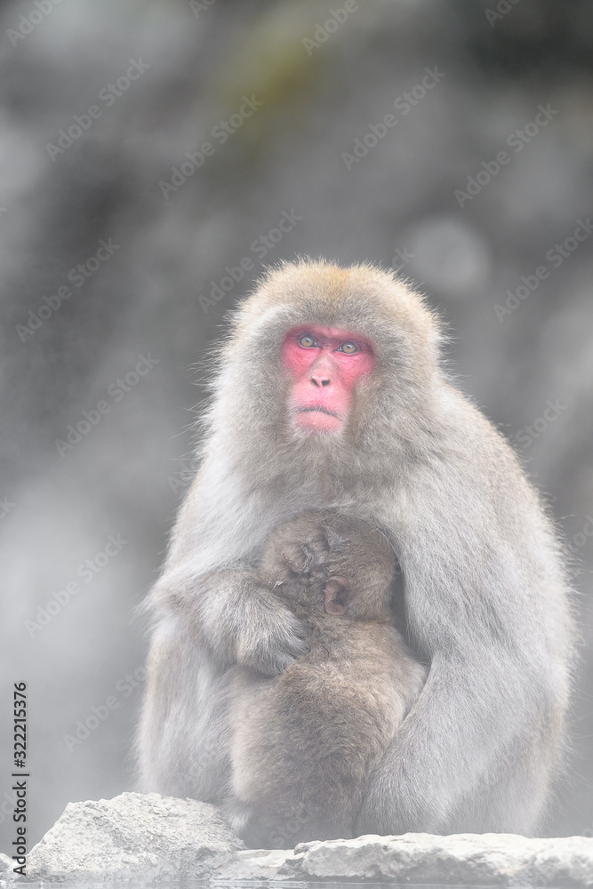 japanese macaque (snow monkey) mother cuddling with baby portrait japanese macaque (snow monkey) mother cuddling with baby portrait
