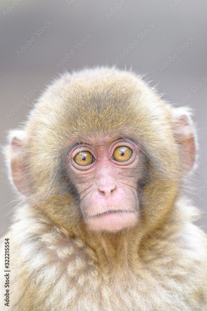 young japanese macaque (snow monkey) close up portrait young japanese macaque (snow monkey) close up portrait