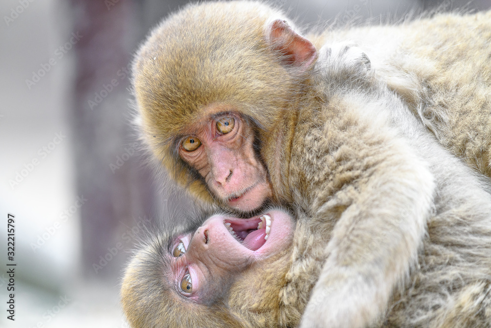 Naklejka premium two young japanese macaques (snow monkey) fighting and playing together close up portrait