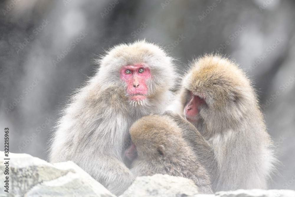 group of japanese macaque (snow monkey) cuddling portrait group of japanese macaque (snow monkey) cuddling portrait