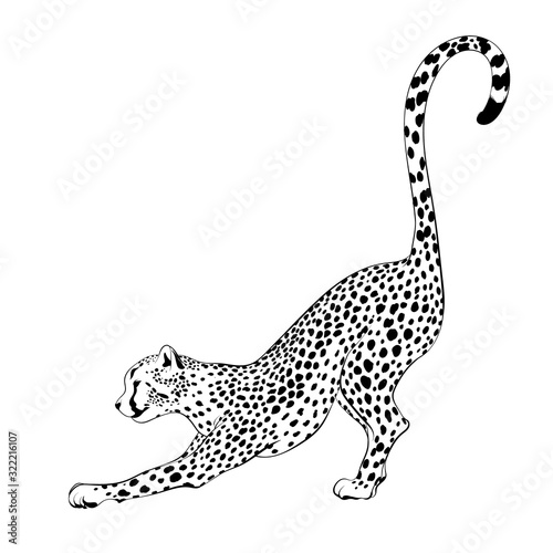Vector  hand drawn  illustration of stretching cheetah  isolated. Creative tattoo artwork. Template for card, poster, banner, print for t-shirt, label,  patch.
