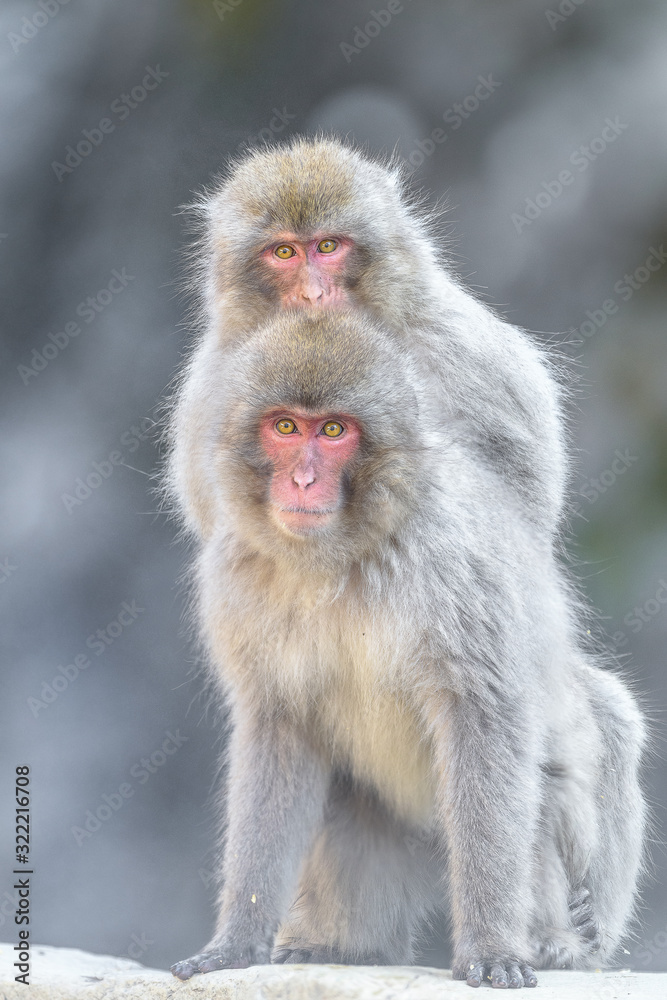 two japaneses macaques (snow monkey) ridding on each other portrait two japaneses macaques (snow monkey) ridding on each other portrait