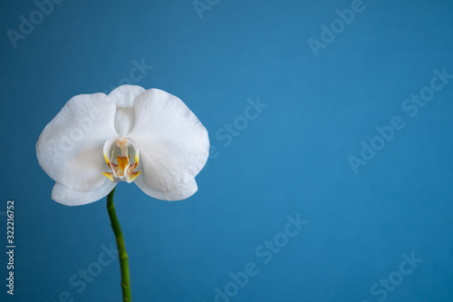 White Orchid on Blue