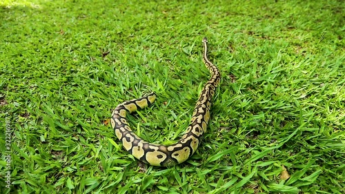 Beautiful real python loose in nature. photo