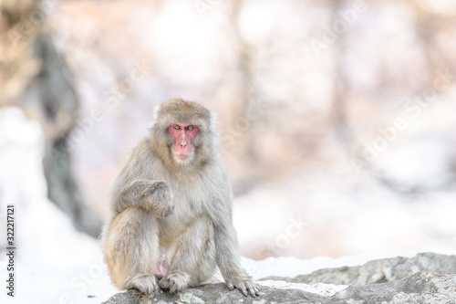 japanese macaque (snow monkey) portrait sitting on a rock © Godimus Michel