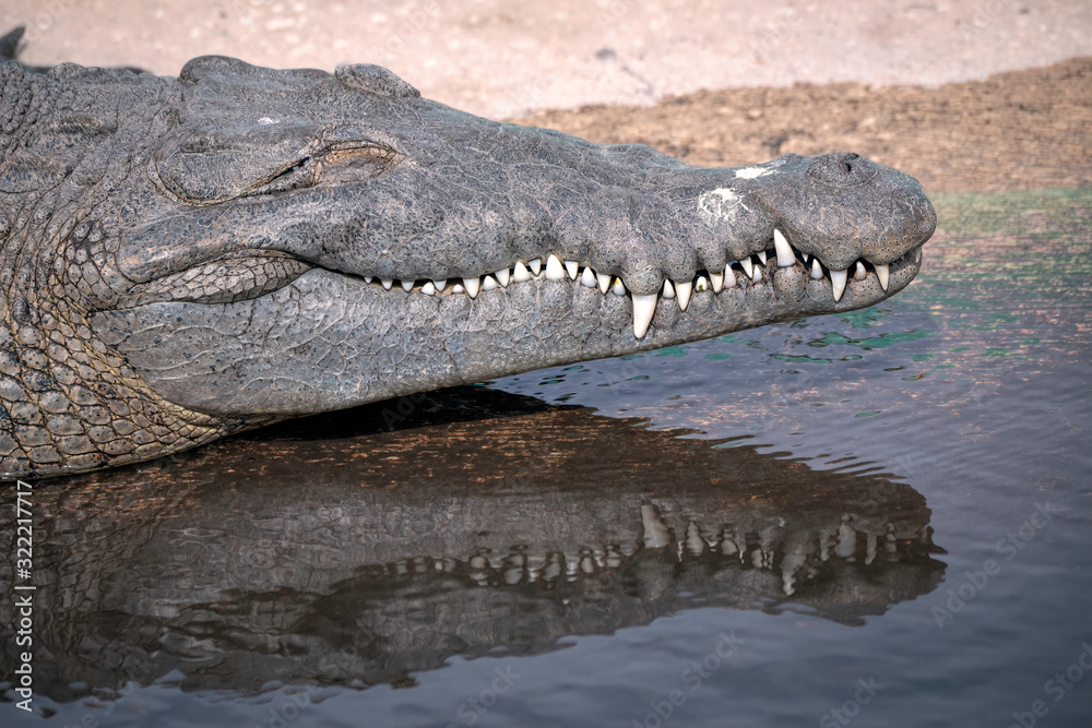 Obraz premium Close up of an alligator sleeping, with a reflection in the water.
