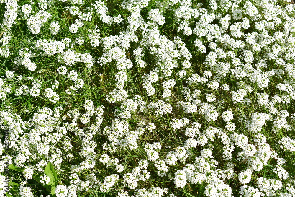 White flowers and green grass background. White flowers texture.