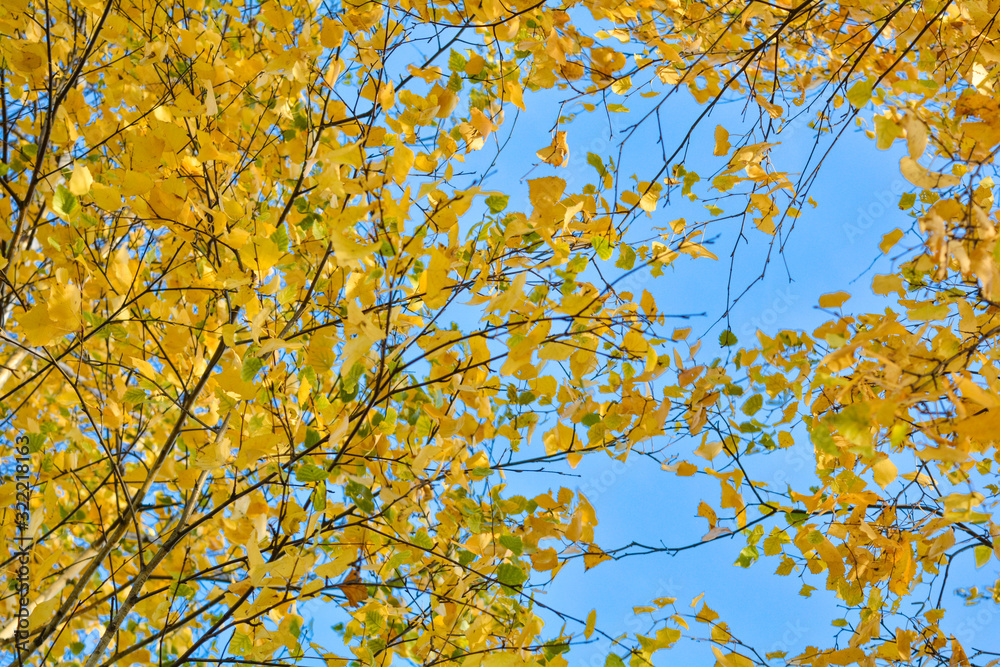 Autumn background with yellow leaves are birch tree on vibrant blue sky Autumn background with yellow leaves are birch tree on vibrant blue sky