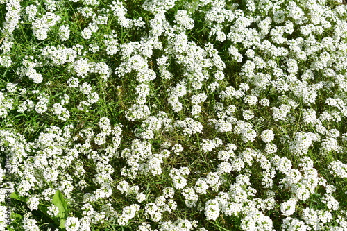 Obraz na płótnie White flowers and green grass background. White flowers texture. w salonie