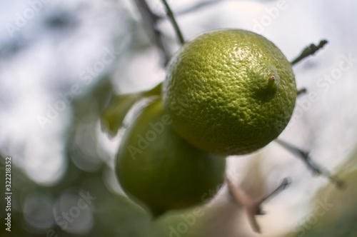 Wallpaper Mural Green Unripe Lemons Torontodigital.ca