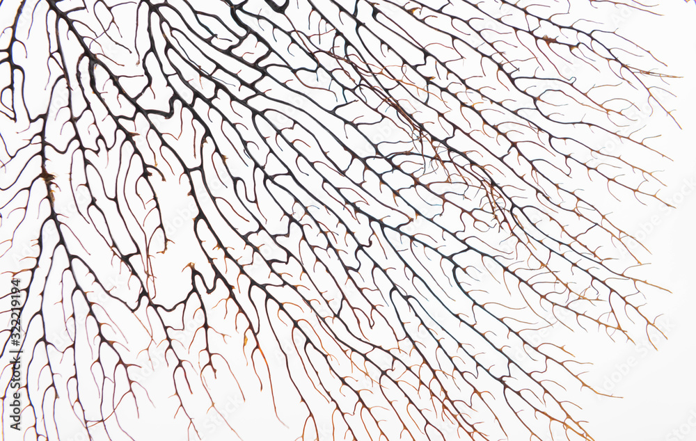 Close up of Sea Fan Branch with Space for Text Close up of Sea Fan Branch with Space for Text