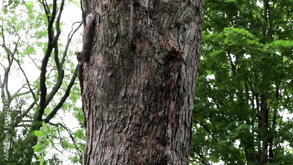 Squirrel eating upside down on a tree. Stationed camera. Squirrel eating upside down on a tree. Stationed camera.