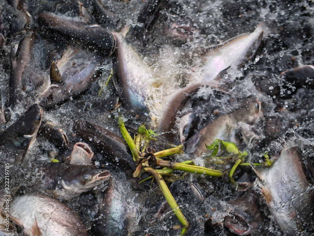 Naklejka premium Group of pangasius eating food in the rivers of Thailand.