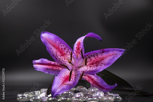 Fotografia Selective focus closeup shot of a single fully bloomed stargazer with laid on gl
