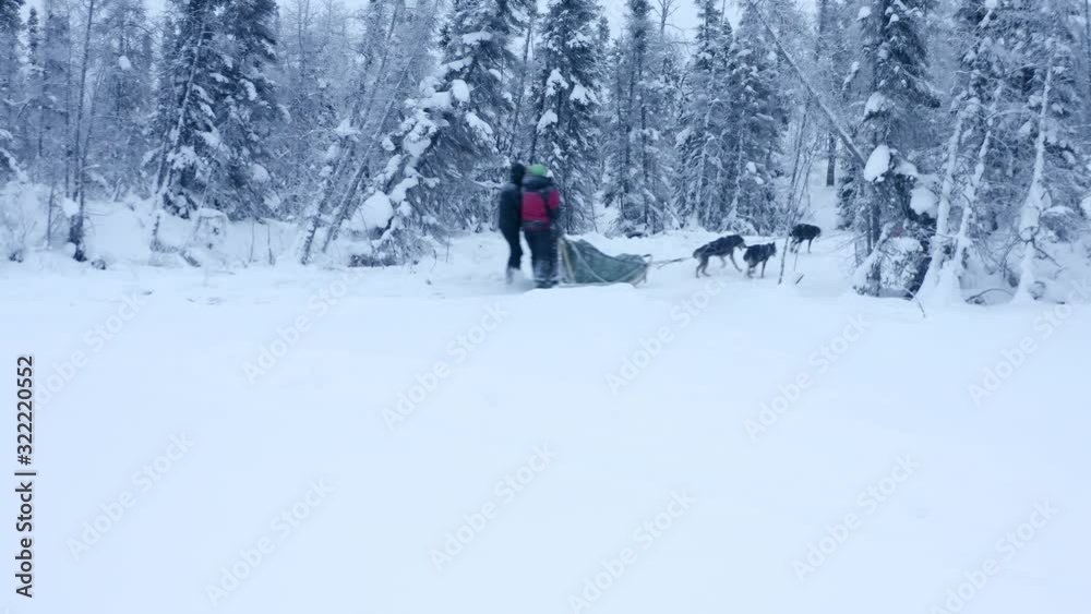 Aerial lateral view following dog sledding through remote wilderness Aerial lateral view following dog sledding through remote wilderness
