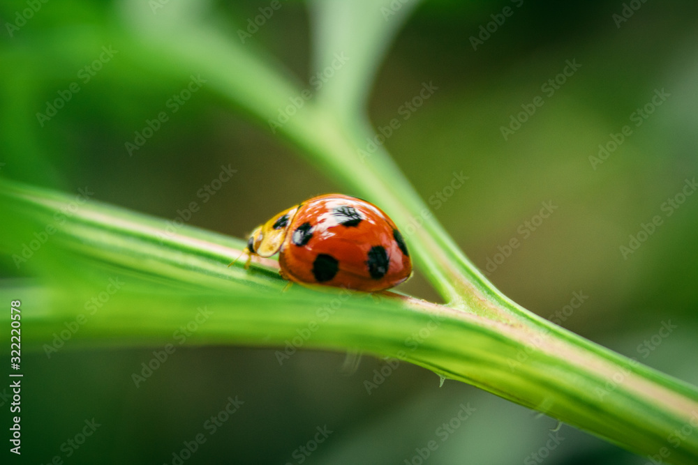 Close up of Beautiful Ladybug on grass in the morning. blurred nature background Close up of Beautiful Ladybug on grass in the morning. blurred nature background