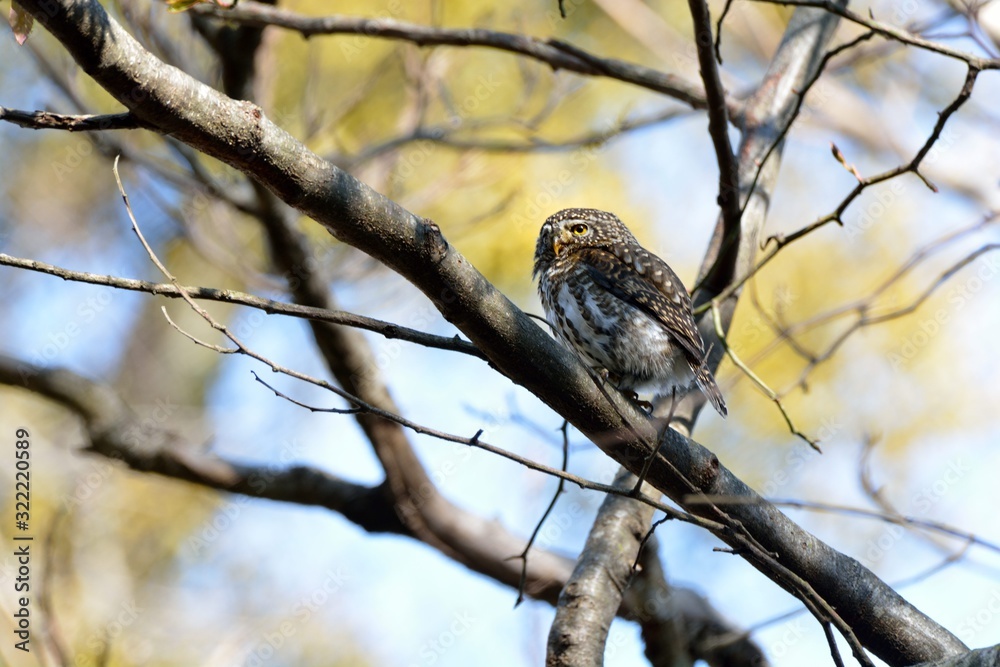 Barred Owlet(Collared Owlet Glaucidium brodiei),Endemic to Taiwan. Barred Owlet(Collared Owlet Glaucidium brodiei),Endemic to Taiwan.
