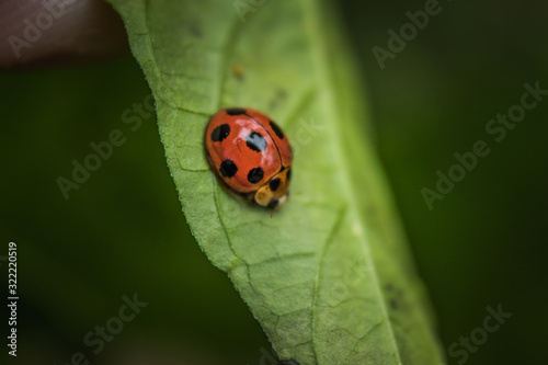 Close up of Beautiful Ladybug on grass in the morning. blurred nature background 