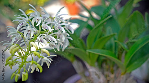 Dendrobium speciosum photo