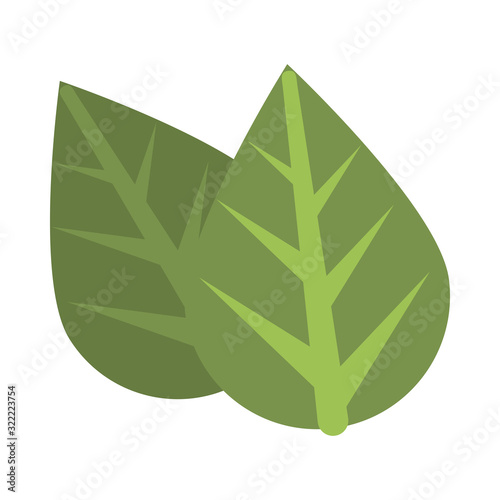 ecology leafs plant isolated icon