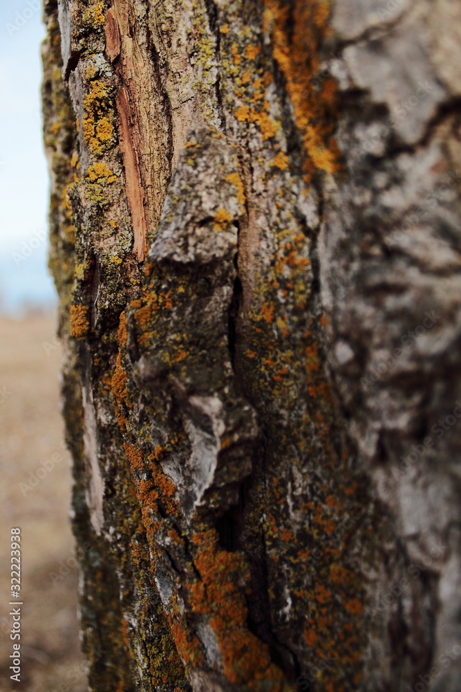 Tree Bark Tree Bark