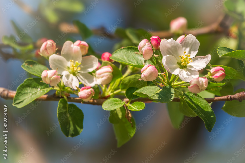 Fototapeta premium White and pink blossoming flowers of apple trees.