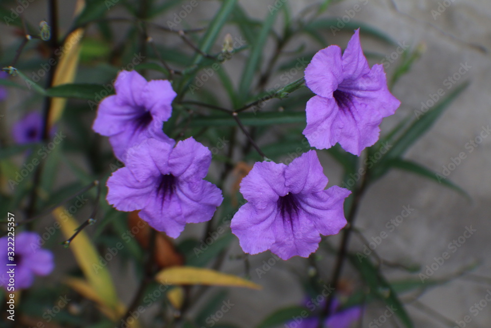 four purple flowers in a garden