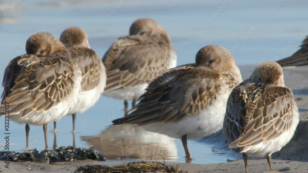 A flock of Dunlin birds resting and sleeping on the beach during a sunny day - Close Up Shot A flock of Dunlin birds resting and sleeping on the beach during a sunny day - Close Up Shot