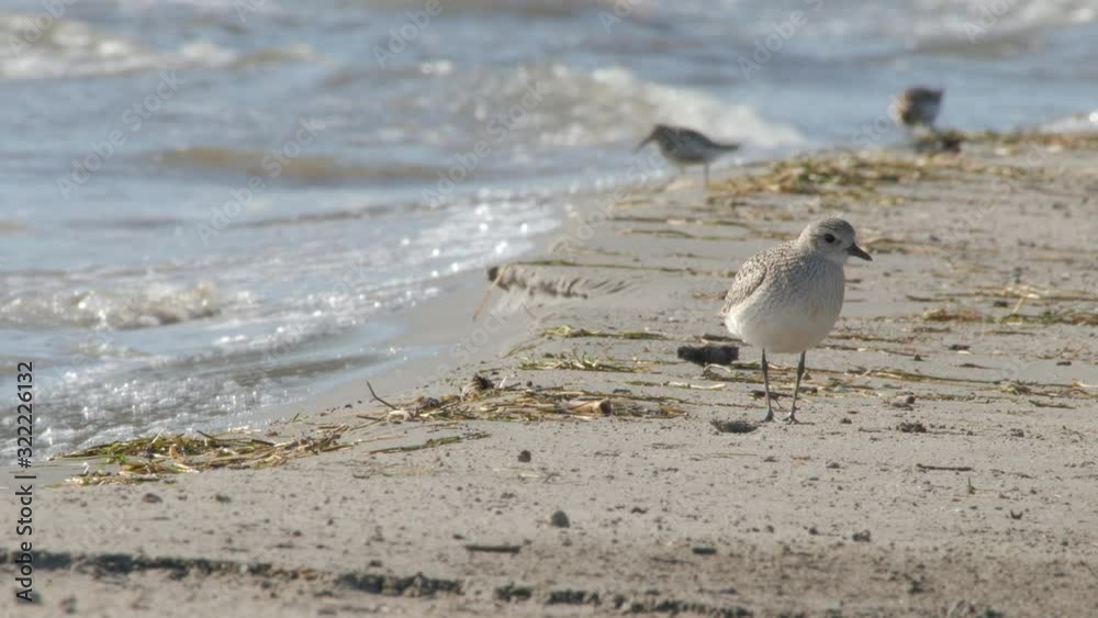 Two Grey Plover Birds Walking While Searching Food Near The Sea During A Sunny Day - Close Up Shot Two Grey Plover Birds Walking While Searching Food Near The Sea During A Sunny Day - Close Up Shot