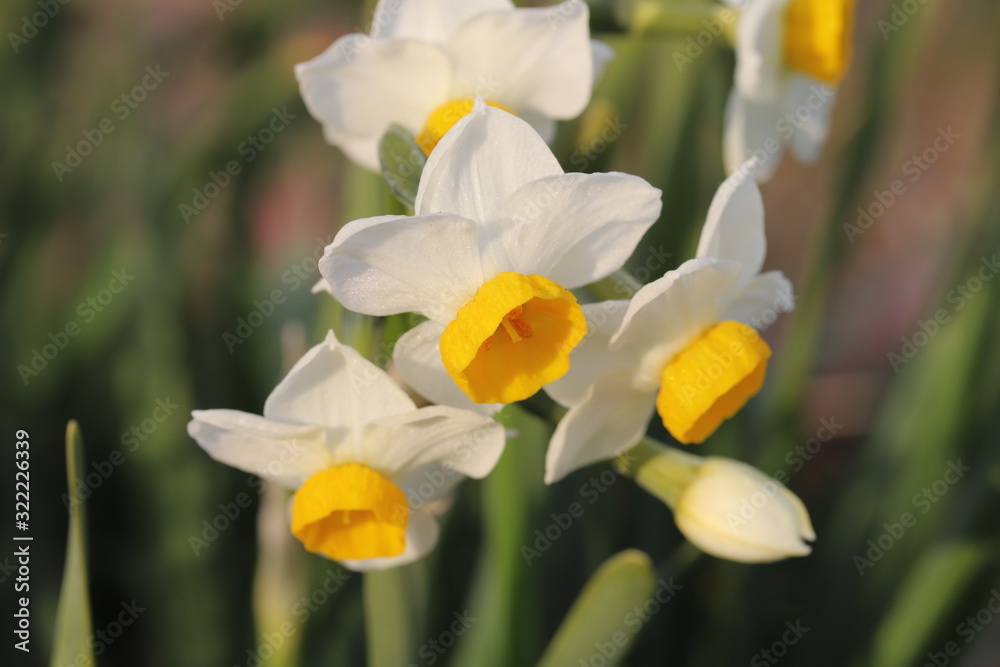 冬に咲く房咲きスイセンの花